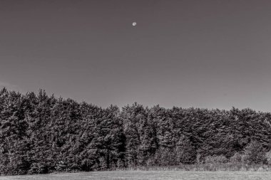Ağacı ve tarlası olan güzel bir manzara.