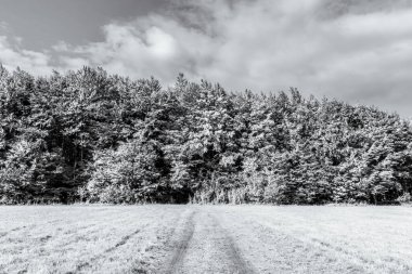 Karlı kış manzarası ve ormanda bir yol..
