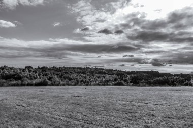 Tarlada ağaçlar olan manzara