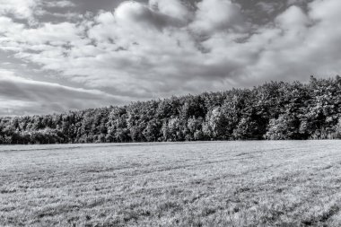 ağaç siyah beyaz resim