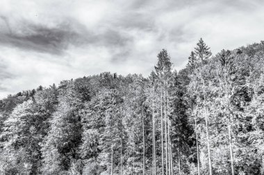 Dağların ormanı Karpatlar 'ın siyah ve beyaz ormanları.