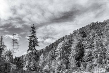 bir orman ve dağların siyah ve beyaz görüntüsü