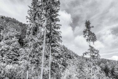 Bulutlu bir gökyüzünün altındaki ağaçların dikey görüntüsü