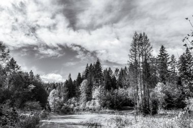 orman ve ağaçlar ile güzel sonbahar manzara