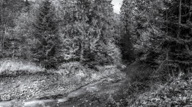 Dağlardaki nehir ve orman