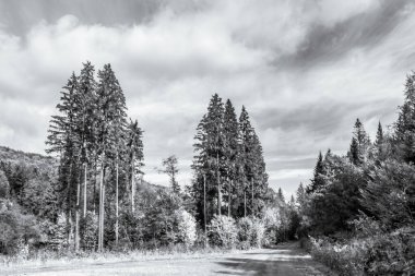 Dağlardaki bir ormanın güzel bir görüntüsü