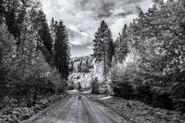 Bulutlu gökyüzünün altındaki ağaçlarla çevrili bir yolun dikey görüntüsü.
