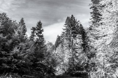 Tatra Cumhuriyeti 'nin dağlarındaki çam ormanlarının sonbaharda çekilmiş siyah beyaz bir fotoğrafı.