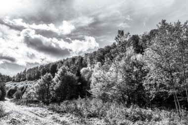 Ormanın içinden geçen yol.