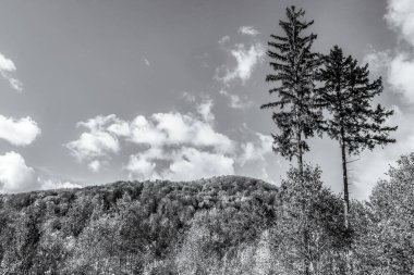 Dağ ormanının güzel manzarası