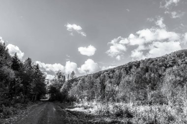 Ukrayna 'nın kırsalındaki sonbahar ormanındaki yolun siyah beyaz fotoğrafı..