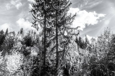 Siyah beyaz ağaçlar.