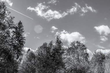 Ormandaki ağaçlar siyah beyaz.