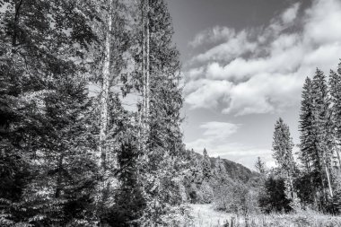 Peyzaj, Orman, Karpatlar, Doğa Fotoğrafları - Avrupa, Doğu Avrupa