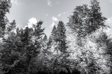 Peyzaj, Orman, Karpatlar, Doğa Fotoğrafları - Avrupa, Doğu Avrupa