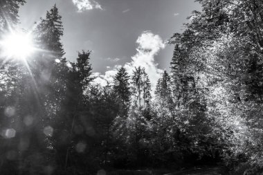 Peyzaj, Orman, Karpatlar, Doğa Fotoğrafları - Avrupa, Doğu Avrupa