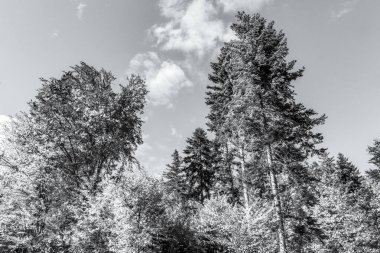 Peyzaj, Orman, Karpatlar, Doğa Fotoğrafları - Avrupa, Doğu Avrupa