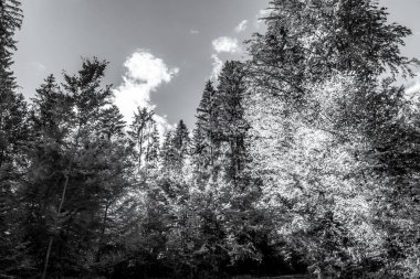 Peyzaj, Orman, Karpatlar, Doğa Fotoğrafları - Avrupa, Doğu Avrupa