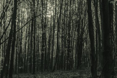 Sonbaharda ağaçlar ve yosunlarla dolu gizemli bir orman..