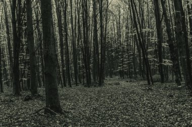 Karanlık orman ve karanlık ağaçlar.