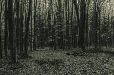 Ağaçları ve yosunları olan karanlık bir orman.