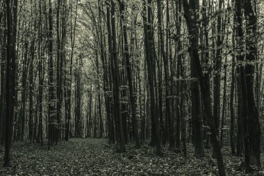Ormandaki siyah ve beyaz orman, siyah ve beyaz