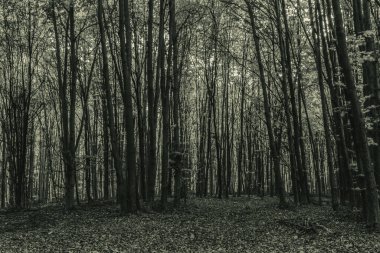 Karanlık orman siyah ve beyaz
