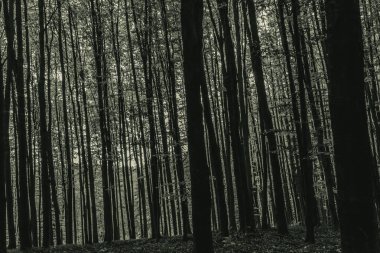 Ormandaki ağaçların siyah ve beyaz görüntüsü.