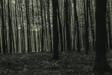 Karanlık ve karanlık ormanlarda ağaçların ve yosunların olduğu gizemli bir orman. siyah ve beyaz