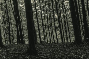 Sabah güzel bir orman.