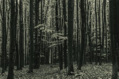 Sabah güzel bir orman