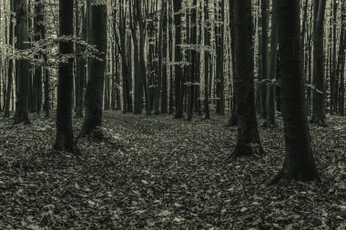 Ağaçlı ormanın siyah beyaz fotoğrafı