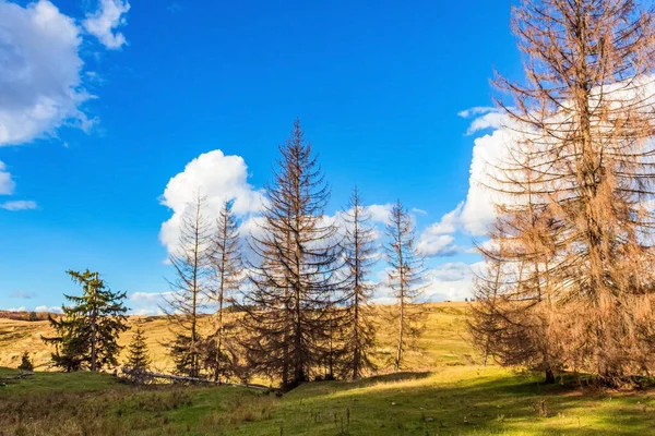Güzel sonbahar manzarası Ağaçlar ve mavi gökyüzü