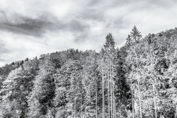 Dağların ormanı Karpatlar 'ın siyah ve beyaz ormanları.