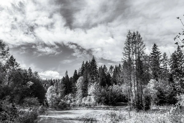 orman ve ağaçlar ile güzel sonbahar manzara
