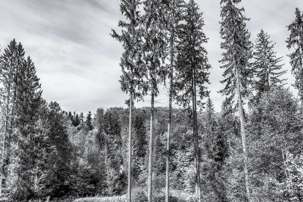 Bulutlu bir gökyüzünün altındaki ormandaki bir ağacın gri pulu
