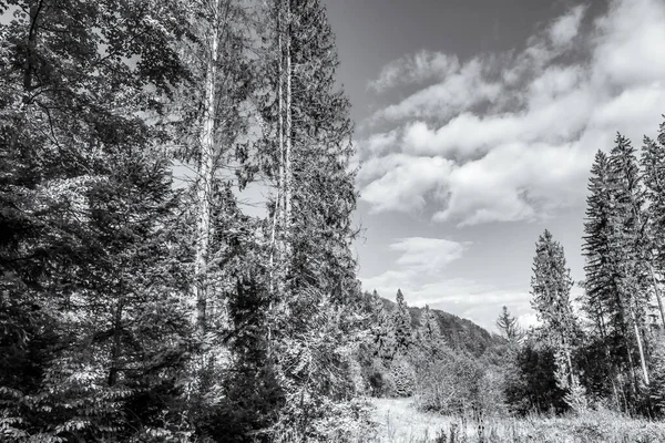 Peyzaj, Orman, Karpatlar, Doğa Fotoğrafları - Avrupa, Doğu Avrupa