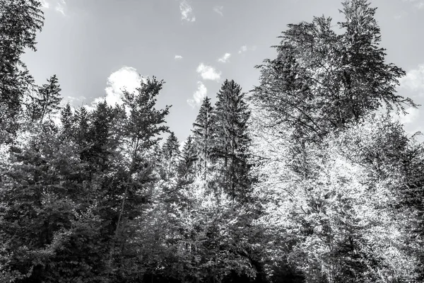 Peyzaj, Orman, Karpatlar, Doğa Fotoğrafları - Avrupa, Doğu Avrupa