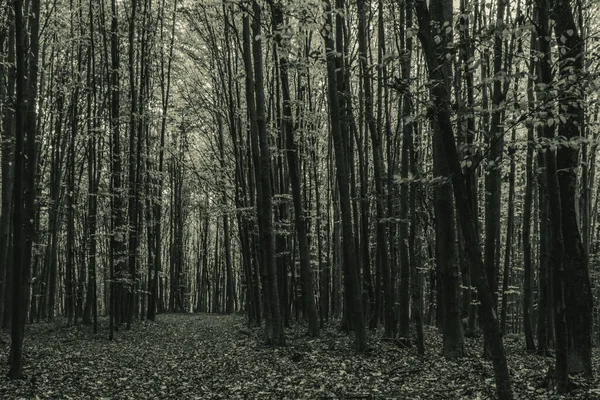 Ormandaki siyah ve beyaz orman, siyah ve beyaz