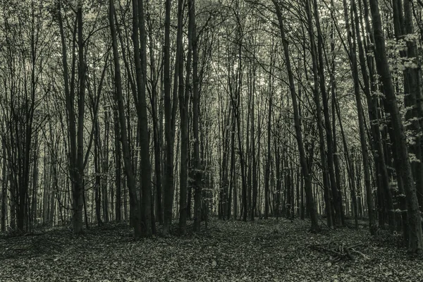 Karanlık orman siyah ve beyaz
