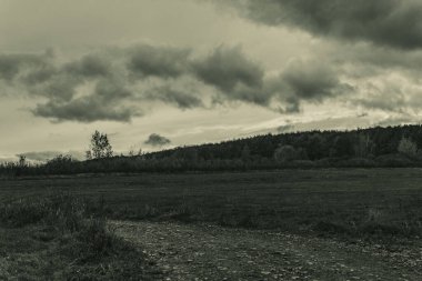 Ağaçların bulutlu havada olduğu sonbahar manzarası.