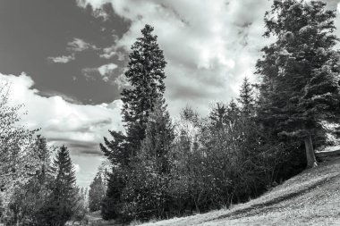 Güzel bir manzaranın siyah beyaz fotoğrafı