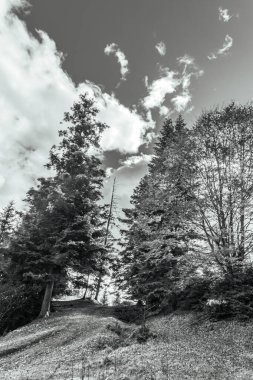 Bir tarladaki ağaçların gri tonlu görüntüsü.