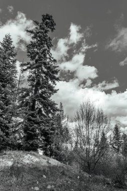 bir çam ormanının siyah beyaz fotoğrafı