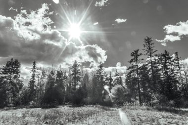 Kış ormanı ve kar