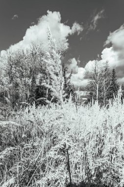 Güzel bir kış manzarasının siyah beyaz fotoğrafı
