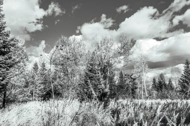 Dağlardaki ağaçların siyah beyaz fotoğrafı