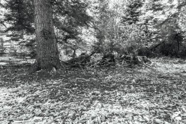 Sonbaharda bir ormanda devrilmiş ağaç gövdeleri