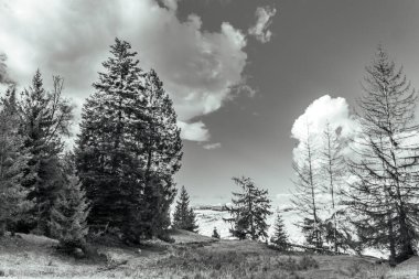 Karla kaplı ağaçlarla kaplı güzel kış manzarası