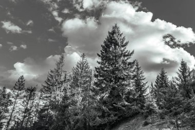 Ormanın güzel manzarası